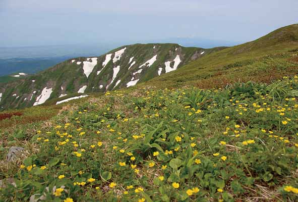 楽天写真パネルのあぁとすぺーすつくばポストカード 山形 月山 ミヤマキンポウゲ 風景 写真 絵はがき 葉書 手紙 礼状 挨拶状 グリーティングカード ギフト お祝い プレゼント 旅の思い出 PST-104