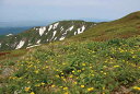 ポストカード 山形 月山 ミヤマキンポウゲ 風景 写真 絵はがき 葉書 手紙 礼状 挨拶状 グリーティングカード ギフト お祝い プレゼント 旅の思い出 PST...