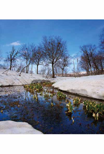 ポストカード 山形 月山近辺 残雪と水芭蕉 風景 写真 絵はがき 葉書 手紙 礼状 挨拶状 グリーティングカード ギフト お祝い プレゼント 旅の思い出 PST...