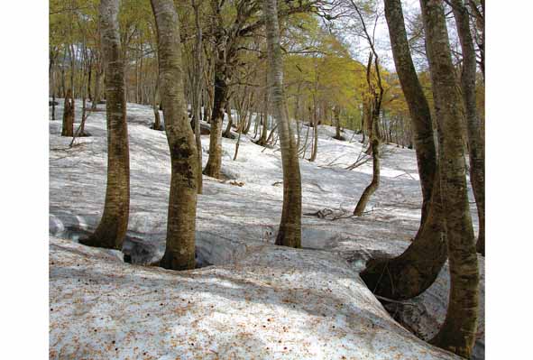 ポストカード 山形 新緑の林と残雪