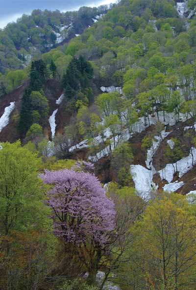 楽天写真パネルのあぁとすぺーすつくばポストカード 山形 朝日 大鳥池への登山道より 山桜 風景 写真 絵はがき 葉書 手紙 礼状 挨拶状 グリーティングカード ギフト お祝い プレゼント 旅の思い出 PST-109