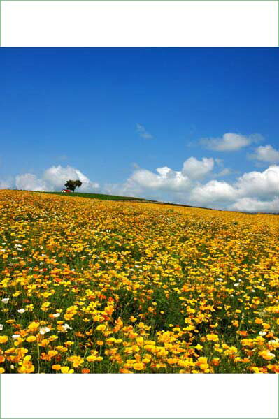 ポストカード 北海道 美瑛の四季彩の丘の花畑 風景 写真 は