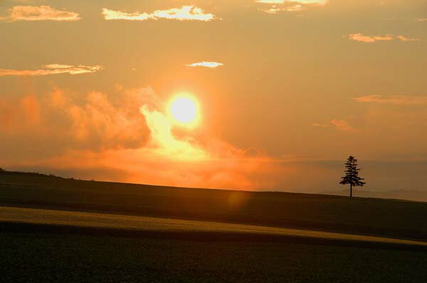 楽天写真パネルのあぁとすぺーすつくばポストカード 北海道 美瑛 夕日と木 風景 写真 ギフト お祝い プレゼント 手紙 旅の思い出 クリスマスカード お便り 葉書 はがき 季節の便り 年賀状 グリーティングカード 礼状 挨拶状 PST-121