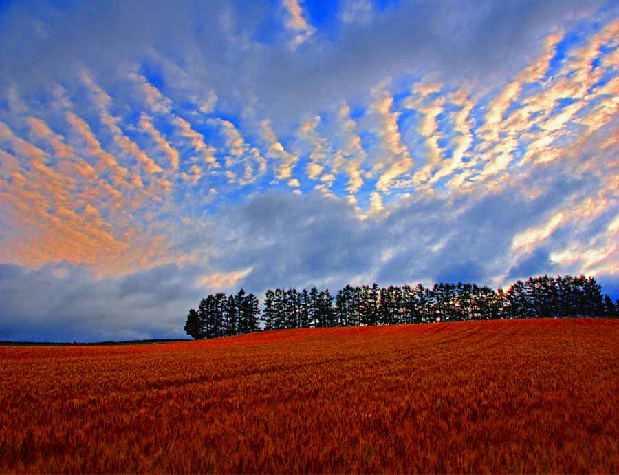 ポストカード 北海道 美瑛 赤麦の丘の朝焼け 風景 写真 ギフト お祝い プレゼント 手紙 旅の思い出 クリスマスカード お便り 葉書 はがき 季節の便り 年賀...