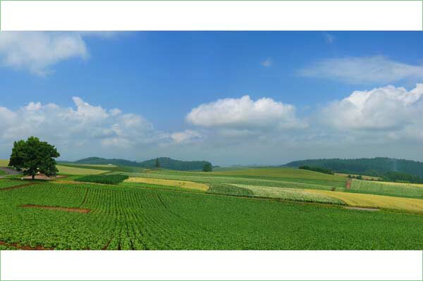 ポストカード 北海道 美瑛 セブンスターの丘 風景 写真 ギ