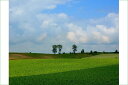 ポストカード 北海道 美瑛 パッチワークとパフィーの木 風景 写真 ギフト お祝い プレゼント 手紙 旅の思い出 クリスマスカード お便り 葉書 はがき 季節の便り 年賀状 グリーティングカード 礼状 挨拶状 PST-125の商品画像