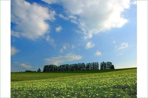 ポストカード 北海道 美瑛 マイルドセブンの丘 PST-126 風景 写真 ギフト お祝い プレゼント 手紙 旅の思い出 クリスマスカード お便り 葉書 はがき...
