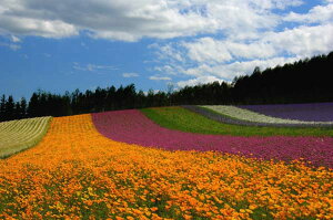 写真パネルのあぁとすぺーすつくば バーゲン