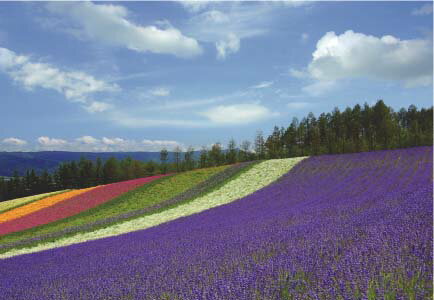 ポストカード 北海道 中富良野 ファーム富田 花畑 ラベンダー カリフォルニアポピー コマチソウ 風景 写真 はがき 葉書 グリーティングカード 季節の便り 礼状 挨拶状 PST-129