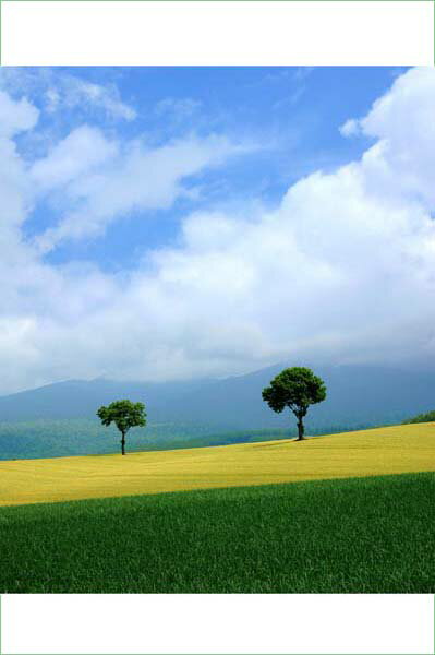 ポストカード 北海道 富良野 麓郷 白い雲とメルヘンの木 風景 写真 ギフト お祝い プレゼント お手紙 旅の思い出 PST-132