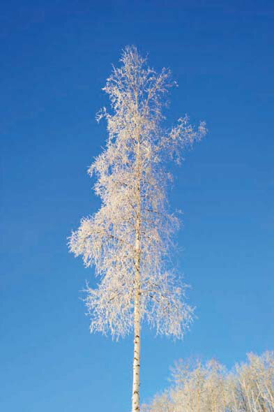 ポストカード アラスカ・フェアバンクス 霧氷の白樺 風景 写真 絵はがき 葉書 手紙 礼状 挨拶状 グリーティングカード メッセージ ギフト お祝い プレゼント...