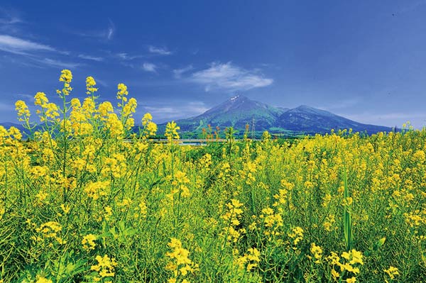 ポストカード 福島 会津 磐梯山と菜