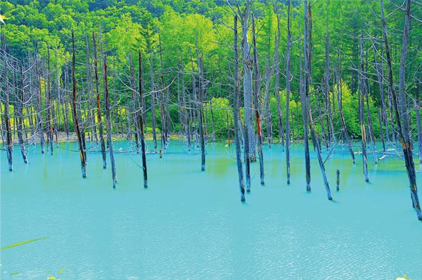 楽天写真パネルのあぁとすぺーすつくばポストカード 北海道 美瑛町 白金 青い池 pst-168 風景 写真 プレゼント お礼 旅の思い出 お便り グリーティングカード 絵はがき 絵葉書 クリスマスカード 暑中見舞い 寒中見舞い 年賀状 礼状 挨拶状