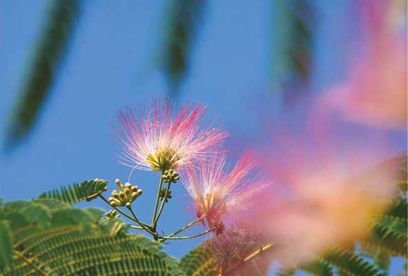 ポストカード ねむの木の花 風景 写