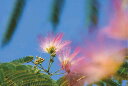 ポストカード5枚で【送料無料】郵便はがき ポストカード ねむの木の花 風景 写真 合歓木の花 植物 きれいな花 ねむの木の花 ギフト お祝い プレゼント お手紙 旅の思い出 PST-82