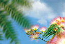 ポストカード ねむの木の花 風景 写真 合歓木の花 ボタニカル 植物 風景 写真 絵はがき 葉書 手紙 礼状 挨拶状 グリーティングカード メッセージ ギフト お祝い プレゼント 旅の思い出 PST-83