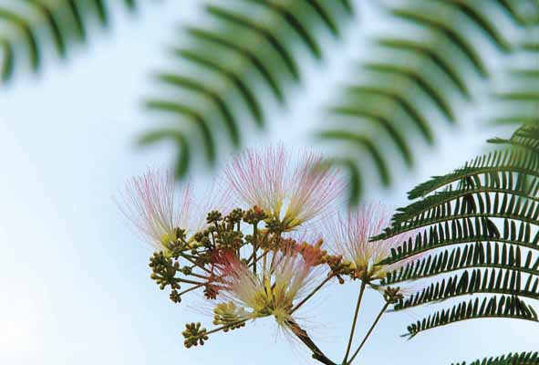 ポストカード ねむの木の花 風景 写真 合歓木の花 ボタニカル 植物 風景 写真 絵はがき 葉書 手紙 礼状 挨拶状 グリーティングカード メッセージ ギフト ...