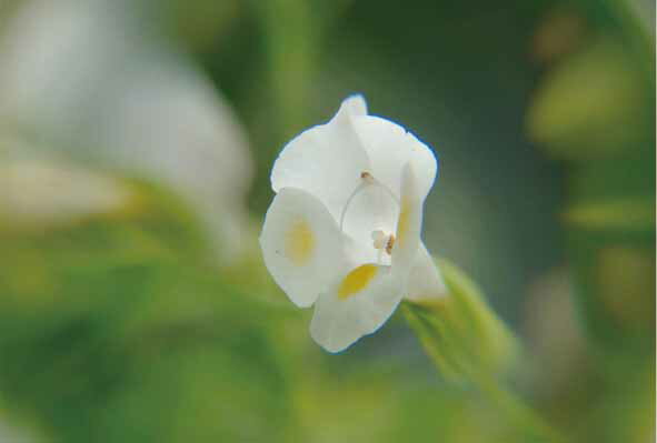 ポストカード トレニア 風景 写真 ボタニカル 植物 風景 写真 絵はがき 葉書 手紙 礼状 挨拶状 グリーティングカード メッセージ ギフト お祝い プレゼン...