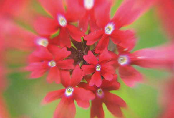 ポストカード バーベナ 美女桜 風景 写真 ボタニカル 植物 風景 写真 絵はがき 葉書 手紙 礼状 挨拶状 グリーティングカード メッセージ ギフト お祝い ...