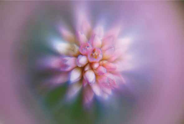 ポストカード ヒメツルソバ 姫蔓蕎麦の花 風景 写真 ボタニカル 植物 風景 写真 絵はがき 葉書 手紙 礼状 挨拶状 グリーティングカード メッセージ ギフト...