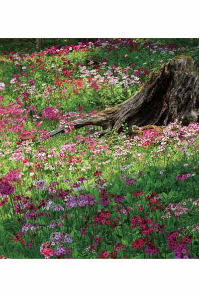 楽天写真パネルのあぁとすぺーすつくばポストカード 栃木 日光 千手ヶ浜 クリンソウの花々 風景 写真 絵はがき 葉書 手紙 礼状 挨拶状 グリーティングカード ギフト お祝い プレゼント 旅の思い出 PST-92