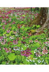 ポストカード 栃木 日光 千手ヶ浜 クリンソウの花々 風景 写真 絵はがき 葉書 手紙 礼状 挨拶状 グリーティングカード ギフト お祝い プレゼント 旅の思い出 PST-93