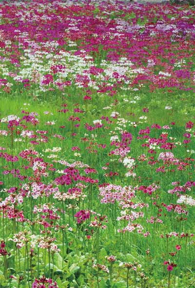 ポストカード 栃木 日光 千手ヶ浜 クリンソウ PST-94 風景 写真 ギフト お祝い プレゼント お手紙 旅の思い出