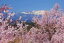 ポストカード 福島市 平田 花木畑と吾妻山 pst-99 風景 写真 名所 風景写真 絵はがき お便り クリスマスカード 暑中見舞い 寒中見舞い グリーティングカード 年賀ハガキ 年賀状 挨拶状 礼状 旅の思い出 メッセージ 140円