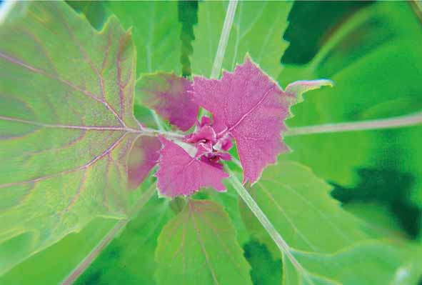 ポストカード あかざ 風景 写真 ボタニカル 植物 風景 写真 絵はがき 葉書 手紙 礼状 挨拶状 グリーティングカード メッセージ ギフト お祝い プレゼント...