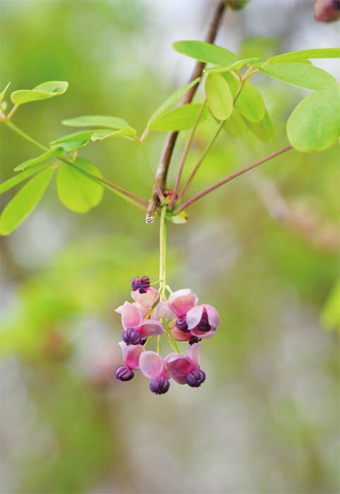 ポストカード アケビの花 風景 写真 ボタニカル 植物 風景 写真 絵はがき 葉書 手紙 礼状 挨拶状 グリーティングカード メッセージ ギフト お祝い プレゼ...