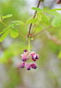 ポストカード アケビの花 風景 写真 ボタニカル 植物 風景 写真 絵はがき 葉書 手紙 礼状 挨拶状 グリーティングカード メッセージ ギフト お祝い プレゼント 旅の思い出 PST-191