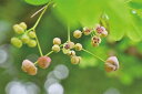 ポストカード アケビの花 風景 写真