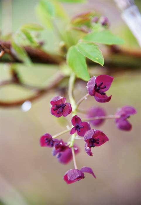 ポストカード アケビの花 風景 写真