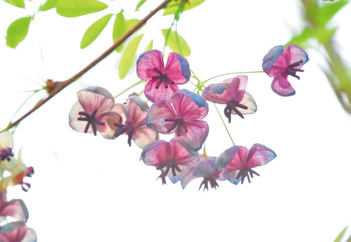 ポストカード アケビの花 風景 写真 ボタニカル 植物 風景 写真 絵はがき 葉書 手紙 礼状 挨拶状 グリーティングカード メッセージ ギフト お祝い プレゼ...