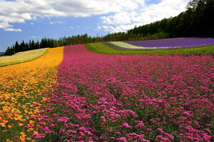 ポストカード 北海道 中富良野 ファーム富田 花畑 ラベンダー カリフォルニアポピー コマチソウ 風景 写真 はがき 葉書 グリーティングカード メッセージカード 招待状 季節の便り 礼状 挨拶状 PSTf-128