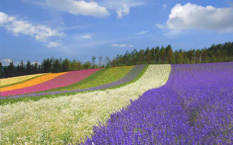 ポストカード 北海道 中富良野 ファーム富田 花畑 ラベンダ