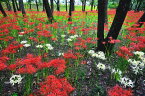 ポストカード 埼玉 日高市 巾着田 曼珠沙華の花 植物 癒やし おしゃれ 景色 写真 インテリア アクセント 卓上 机 棚 壁 ドア はがき 葉書 ハガキ お便り 季節便り 礼状 挨拶状 プレゼント PSTk-191