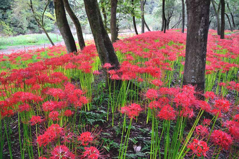 ポストカード 埼玉 日高市 巾着田 曼珠沙華の花 植物 ボタニカル 彼岸花 癒やし おしゃれ 景色 写真 インテリア アクセント 卓上 机 棚 壁 ドア はがき 葉書 お便り 季節便り 礼状 挨拶 挨拶状 プレゼント PSTk-190