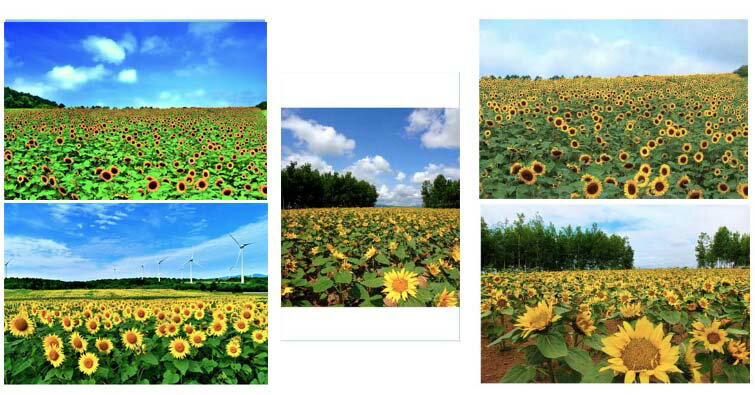 ポストカード ひまわりの花 お得な5枚セット 送料無料 美しい風景写真 ポストカード 絵はがきは 風景 写真 ギフト お祝い クリスマスカード残暑見舞い年賀状　グリーティングカード 礼状や引っ越し挨拶などにも。