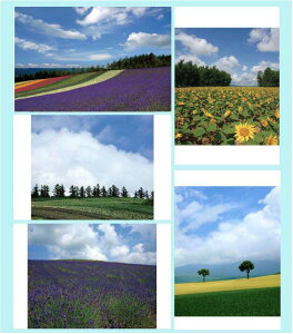 写真パネルのあぁとすぺーすつくば 格安セール