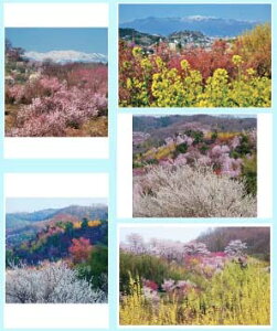 写真パネルのあぁとすぺーすつくば 格安セール