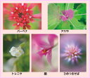 ポストカード 庭の花 お得な5枚セット 送料無料 バーベナ アカザ トレニア 紫蘭 ひめつるそば 風景写真 グリーティングカード メッセージカード 絵はがき 葉書 礼状 挨拶状 プレゼント お礼 PSC-set-15