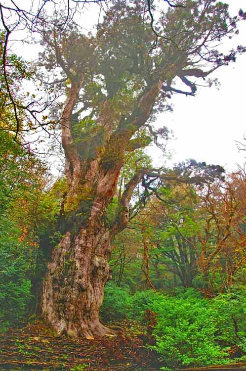 風景写真ポスター 世界自然遺産 屋久島 縄文杉 古代の息吹 自然の力 osp-46