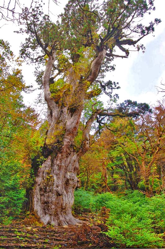 風景写真ポスター 世界自然遺産 屋久島 縄文杉 自然の力 古代の息吹 osp-44