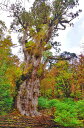 風景写真ポスター 世界自然遺産 屋久島 縄文杉 自然の力 古代の息吹 osp-44