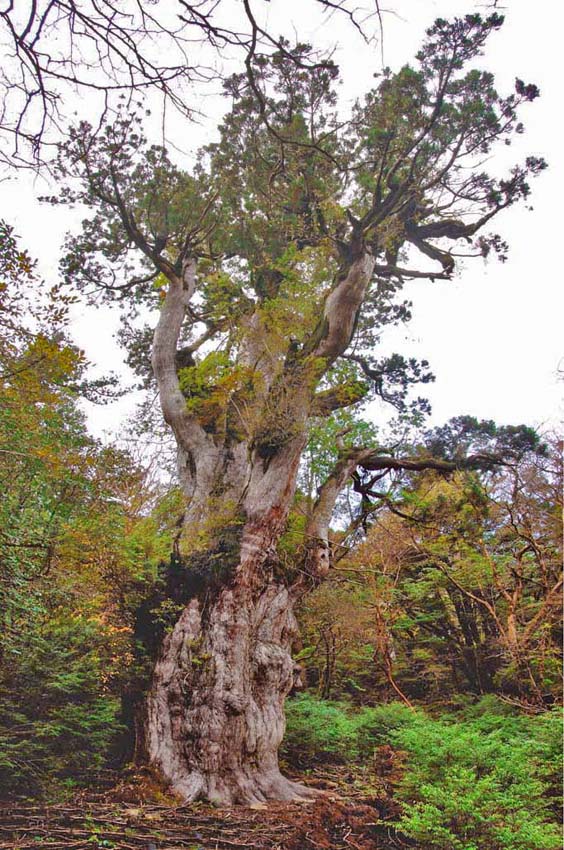【世界自然遺産 屋久島】 樹齢7200年といわれる縄文杉をはじめとする屋久杉でも有名な世界自然遺産の島。 九州最高峰の険しい宮之浦岳を擁しているので、洋上アルプスとも呼ばれる美しい山岳島です。 また、特異な植生から「東洋のガラパゴス」とも呼ばれています。 【縄文杉】 名前の由来には、縄文時代から生き続けているからとの説と、樹皮のデコボコが縄文式土器のようだからとの説があります。 樹齢には諸説ありますが、樹高25.3m、周囲16.4mの大きさは、長い、長い年月を経てきたことを物語っています。 その迫力、存在感には圧倒されるものがあります。 この商品には二つのサイズをご用意しています。 A1：　84.1×59.4 センチ、A2：　59.4×42.0センチ ◆風景写真ポスターの説明 耐光性で耐久性に優れ、表面が滑らかな光沢のある、厚手高級写真用紙を使用しています。◆◆風景写真ポスター 世界自然遺産 屋久島 縄文杉◆◆ ◆風水では絵画より、写真を飾る方が効果が高いと言われます。 ◆絵画と異なり、リーズナブルな料金でスペースを飾ることができ、その景色を臨場感たっぷりに感じることができます。 【飾り方と用途】お好みの額に入れたり、ボードに貼り付けたりして、オフィスのアクセント、リビングや玄関のインテリアとして、癒やしの空間、お部屋の雰囲気作りに、旅の思い出として飾ってください。 風景写真ポスター おしゃれなインテリアアートとして、お祝い、ギフトにお薦めです。 新築や引っ越しのお祝い、入学や卒業のお祝い、成人式やご結婚、お誕生日のプレゼント、クリスマスプレゼントなど、各種ギフト用品として幅広くお使いください。きっと喜んでいただけることでしょう。 パソコンのモニターの色と、実際の商品の色が多少異なることがあります。