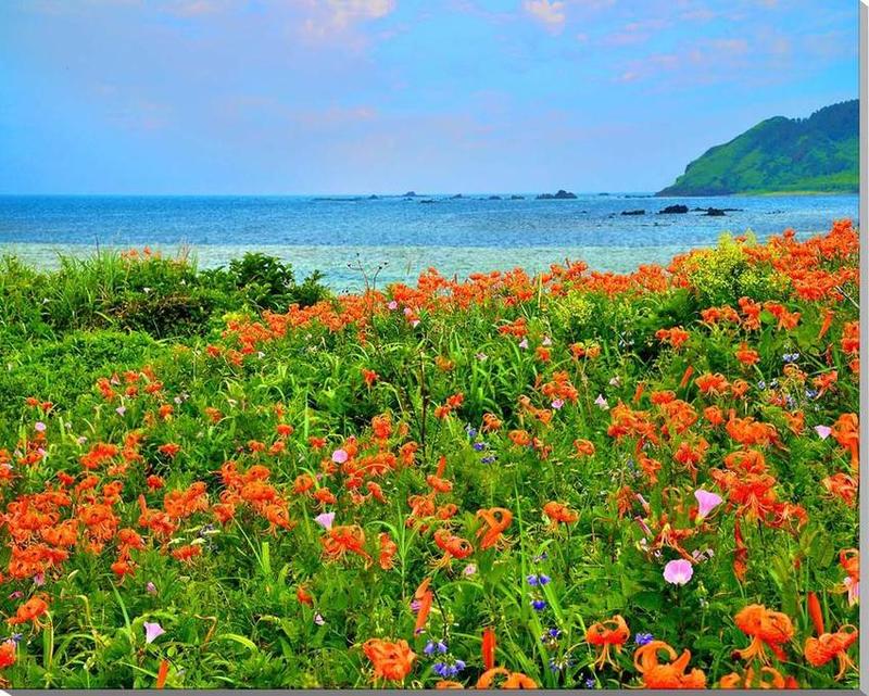 風景写真 パネル 山形 飛島 海とオニユリの花 アートパネル インテリア ディスプレイ ウォールデコ パネル 写真 プレゼント ギフト 贈答品 返礼 お祝い 結婚 新築 引っ越し 誕生日 入学 卒業 成人 年祝い 記念日 yam-049-f30