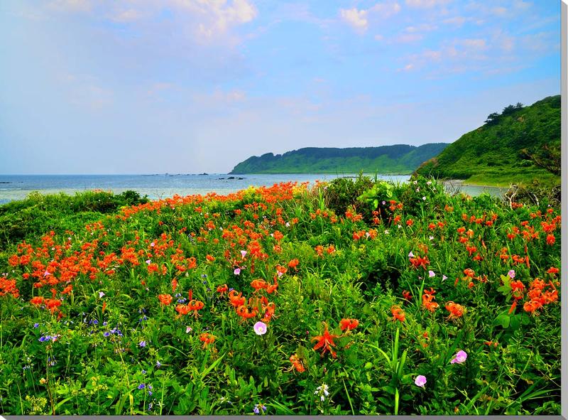 風景写真 パネル 山形 飛島 海とオニユリの花 アートパネル インテリア ディスプレイ ウォールデコ パネル 写真 壁飾り 壁掛け 模様替え 雰囲気作り 風水 癒やし ヒーリング オシャレ おしゃれ リビング オフィス 玄関 ロビー yam-057-a1