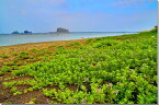 風景写真パネル 山形 飛島 賽の河原付近 海とハマゴウの花 アートパネル インテリア パネル 写真 壁掛け 壁飾り 模様替え 雰囲気作り 風水 旅の思い出 プレゼント ギフト 贈答品 返礼 お祝い 結婚 新築 引っ越し 入学 卒業 成人 誕生日 yam-062-m25