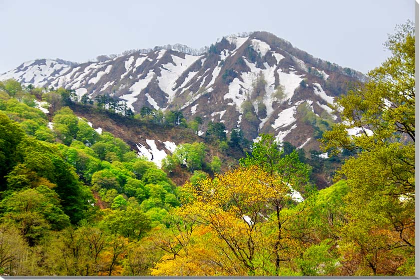 楽天写真パネルのあぁとすぺーすつくば風景写真パネル 山形 朝日村 インテリア アートパネル ウォールデコ ディスプレイ パネル 写真 自然 解放感 癒やし ヒーリング おしゃれ 壁飾り 壁掛け 額要らず 模様替え 雰囲気作り 風水 旅の思い出 玄関 リビング オフィス ロビー YAM-44-M25